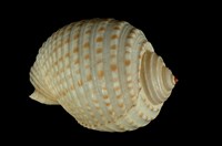 藏品(花點鶉螺)的圖片